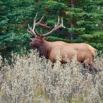 Elk, Jasper