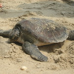 Green Turtle - Beyin Beach