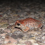 Red-spotted Toad