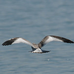 Sabine's Gull (juvenile)