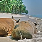 " First we take Manhattan " ...