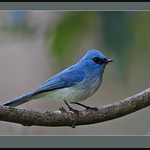 African Blue Flycatcher (Elminia longicauda) -please view large.