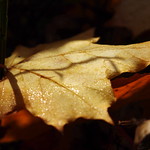 Sycamore Leaf.