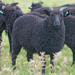Hebridean Sheep