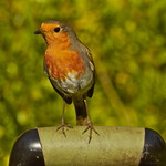 ROBIN
