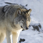 Gray Wolf