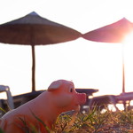 Sunset Pig