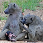 Chacma Baboons (Papio ursinus)