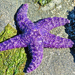 Purple Ochre Sea Star