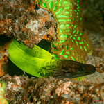 Eel under blue light -Fluoro diving in Okinawa
