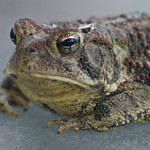 Toad 3