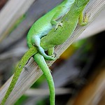 Green Anoles were so busy mating that they didn't mind us watching!