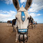 Champion the Wonder Donkey!