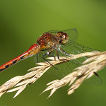 RUBY MEADOWHAWK
