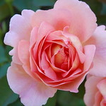 Peach Rose