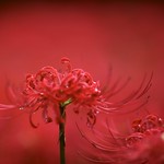 Red Spider Lily