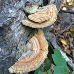 polypore