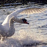 Swan Landing - splash