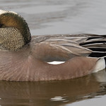 Eurasian Wigeon