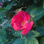 Hedge Rose