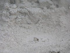Mud pots in Yellowstone National Park