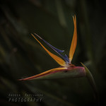 A beauty in my garden