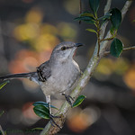 Backyard Mockingbird 02-26-2017