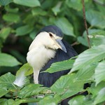 Relaxation time. Night heron.