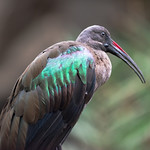 Gray/Green Ibis