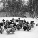 Woolly Vikings want some snacks