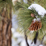 Frozen pine cone