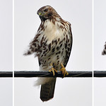 2014-10-20 Red-tailed Hawk (02) Triptych (wing tag Y6) (1535x680)