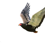 Bateleur (Terathopius ecaudatus)-and-Fork-tailed Drongo_w_1047