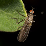 Dance Fly (Empis sp.)