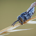 Bee - Coelioxys afra