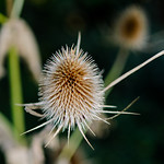 Teasel