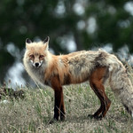 A red fox showcasing its rugged coat