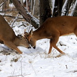 20172213-001-SharpenAI-Standard Romance on the Delta