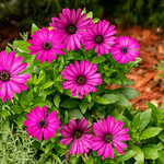 Purple autumn Daisies in our garden