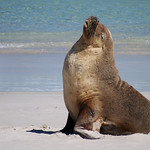 Sea Lion - Phascolarctos cinereus