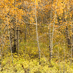 Aspen Grove Autumn 3