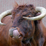Ox