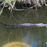 Everglades NP