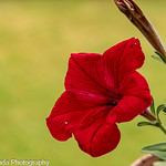 Red summer Petunia in our garden
