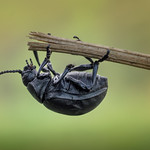 Verbeulter Tatzenk&auml;fer | Dented bloody-nosed beetle