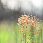 No greens to be found.