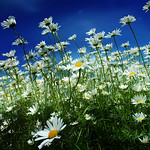 Happy daisies&hellip; ✿ ♪♬
