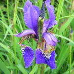 L'abeille et l'iris. The bee and the iris.
