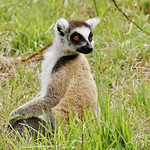 Ring-tailed Lemur (Lemur catta)