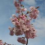 Cherry Blossom